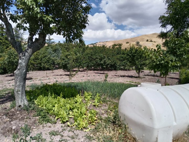 Elmadağ Piknik'te ceviz ağacı ve sebze bahçesi