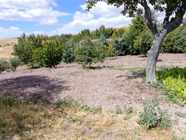 Elmadağ Piknik'te ceviz ağacının gölgesinde bahçe