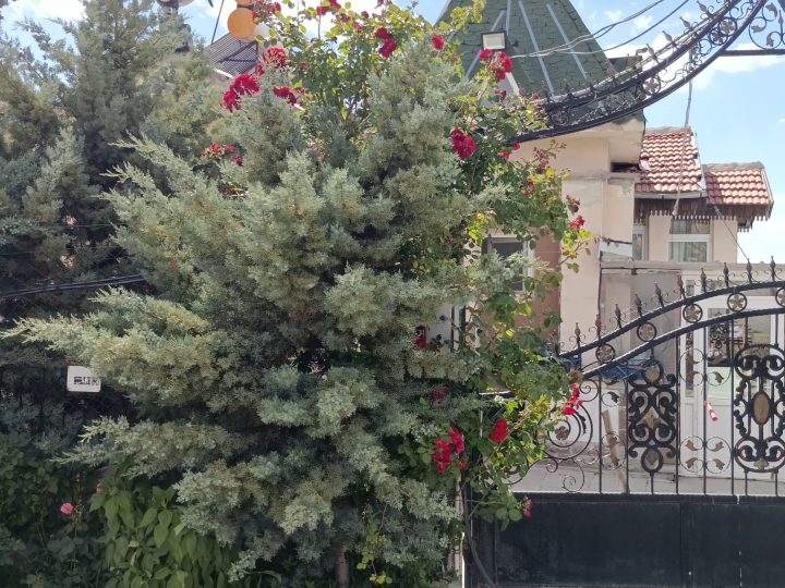 Elmadağ Piknik giriş kapısında güller
