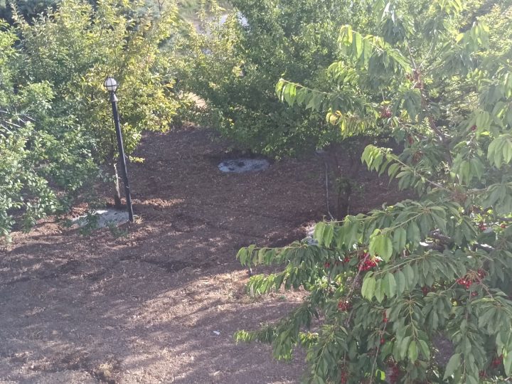 Elmadağ Piknik'te gölgeli kiraz bahçesi