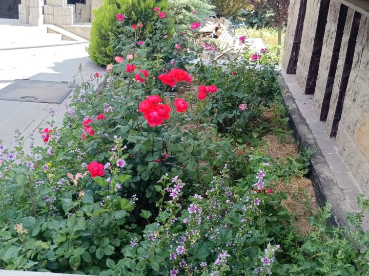 Elmadağ Piknik gül bahçesi