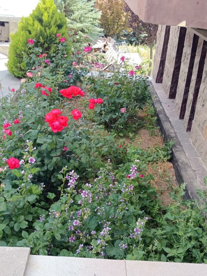Elmadağ Piknik'te gül ve çiçek tarhı