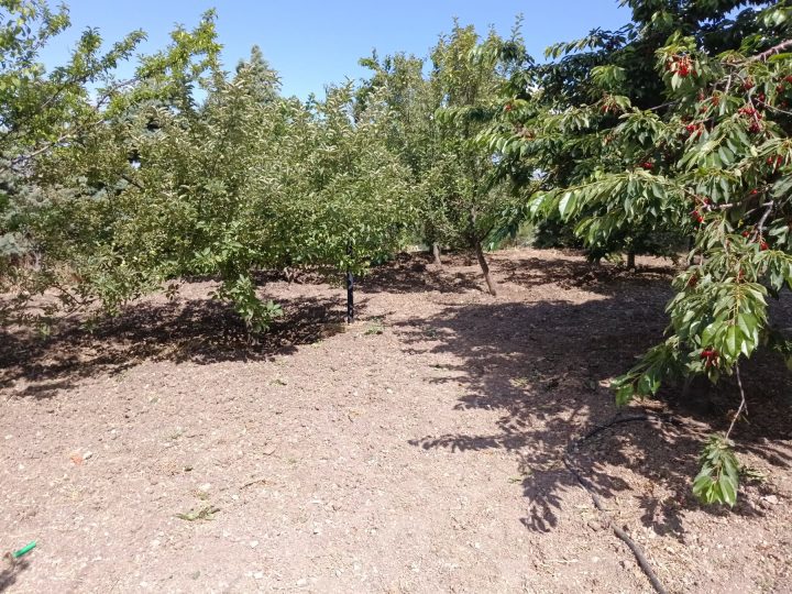 Elmadağ Piknik kiraz bahçesi