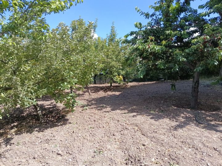 Elmadağ Piknik kiraz bahçesi