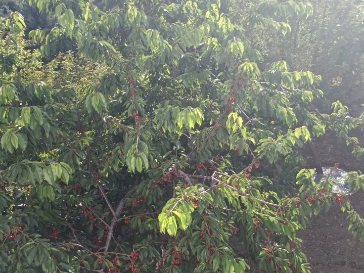 Elmadağ Piknik'te kirazlı dallar yakın plan