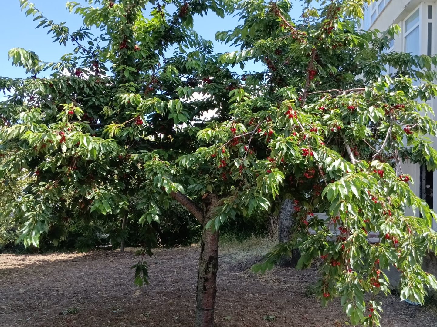 Elmadağ Piknik'te dalları kirazla dolu ağaç