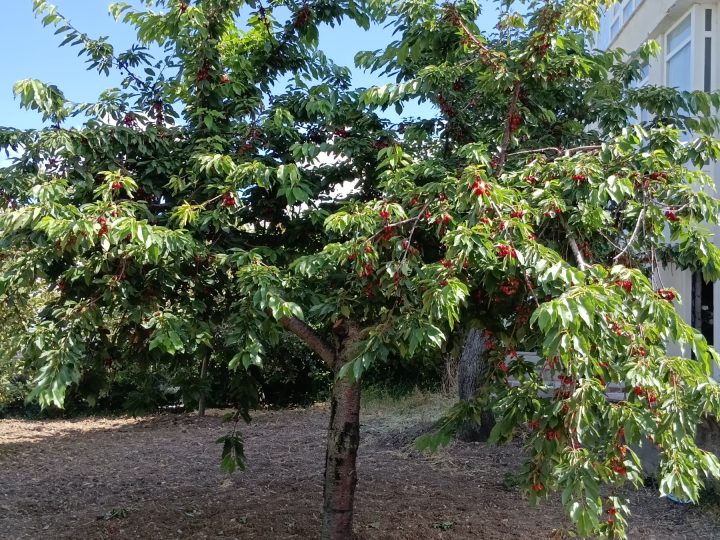 Elmadağ Piknik'te dalları kirazla dolu ağaç