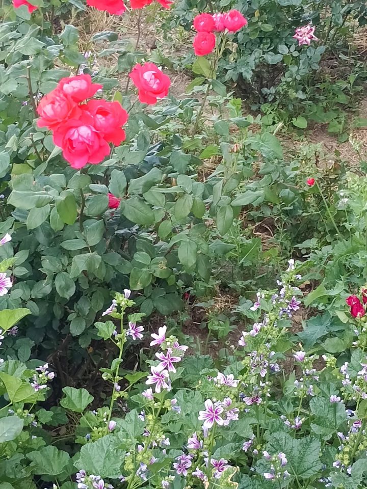 Elmadağ Piknik gül bahçesinde kırmızı güller