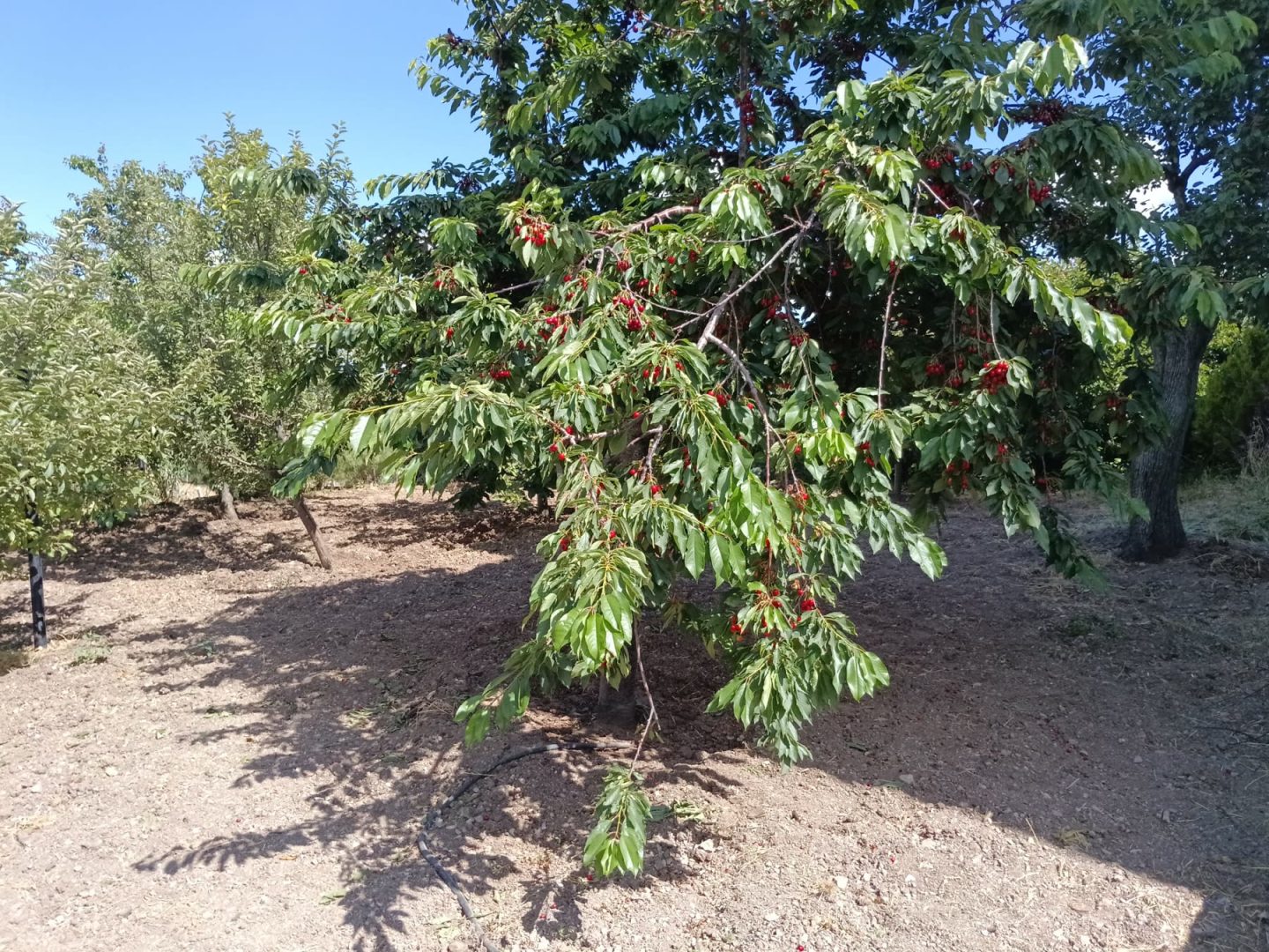 Elmadağ Piknik'te meyveli kiraz ağacı